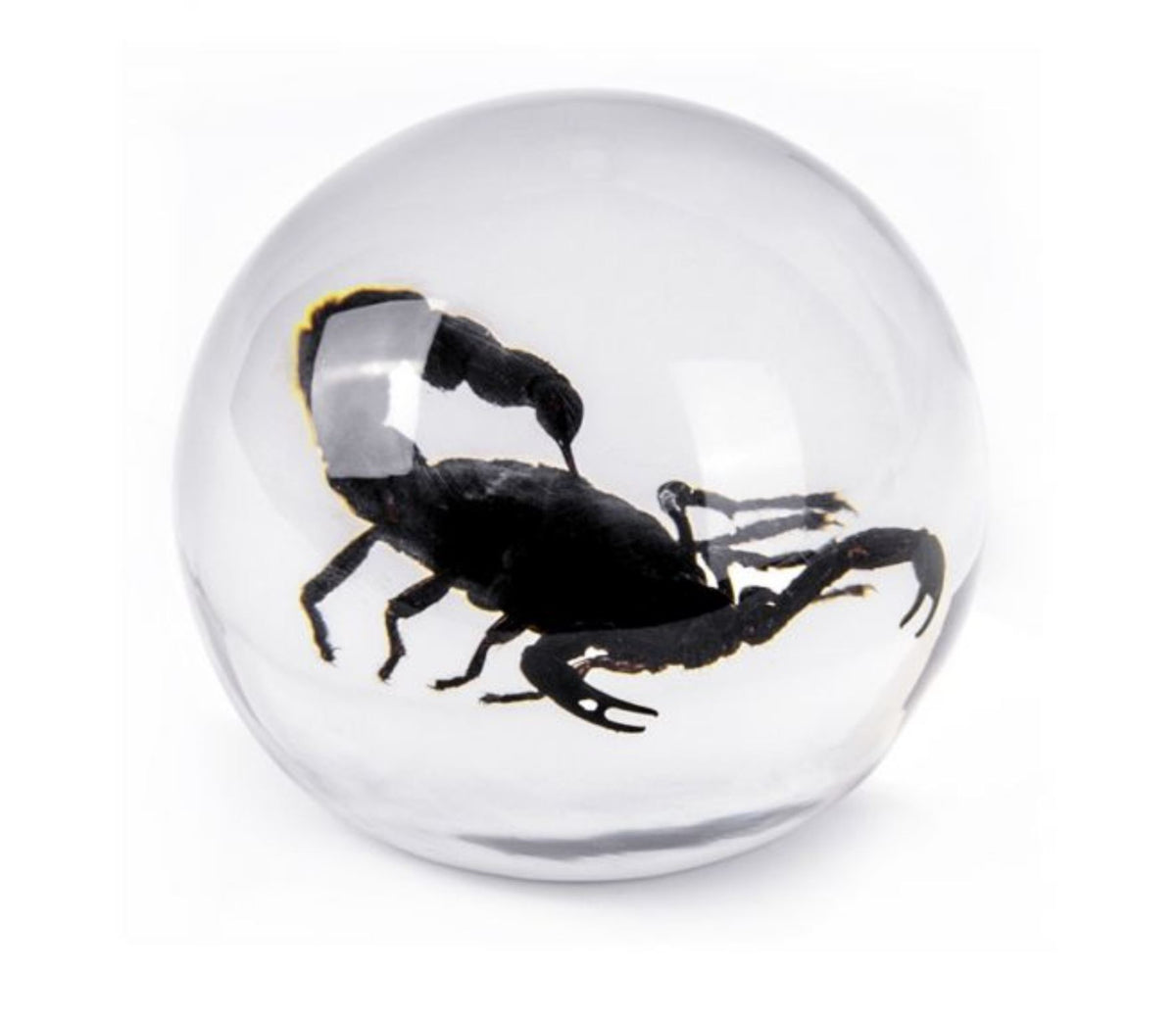 Black Scorpion Globe Decoration