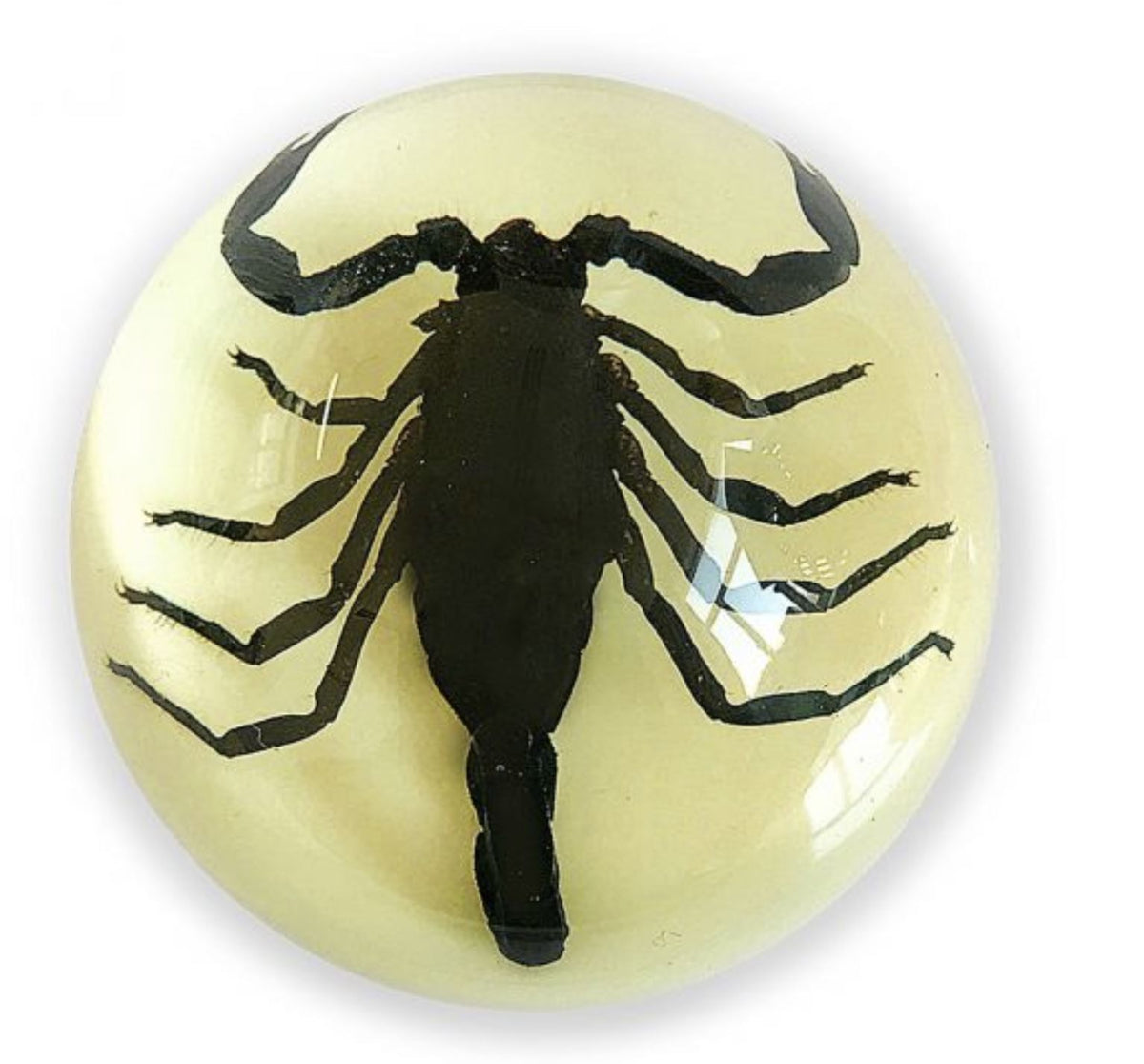 Black Scorpion Half-dome-Small