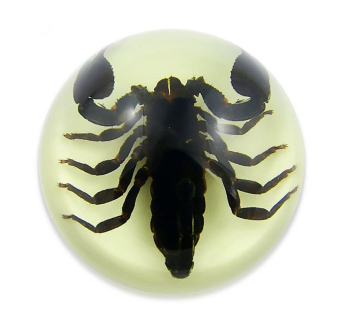 Black Scorpion Half-dome-Large