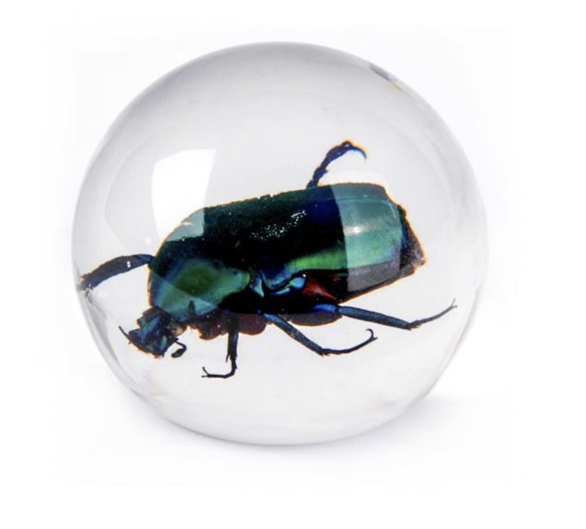 Green Rose Chafer Beetle Globe Decoration
