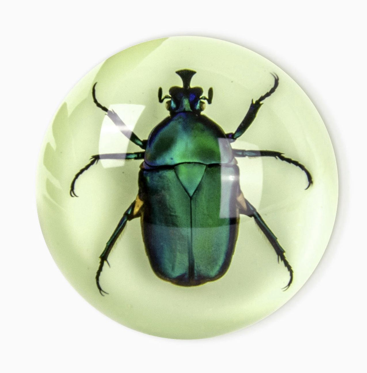 Green Rose Chafer Beetle