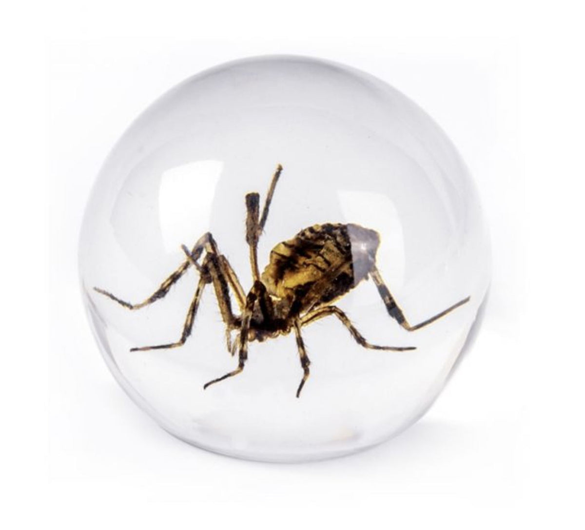 Green Rose Chafer Beetle Globe Decoration