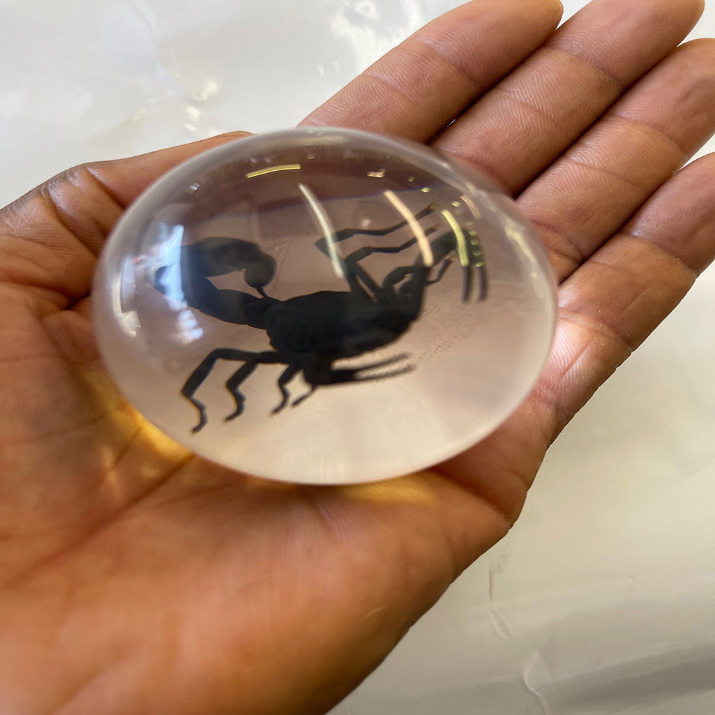 Black Scorpion Globe Decoration