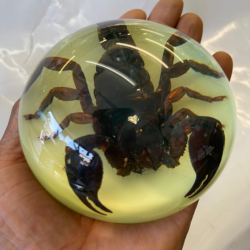 Black Scorpion Half-dome-Large