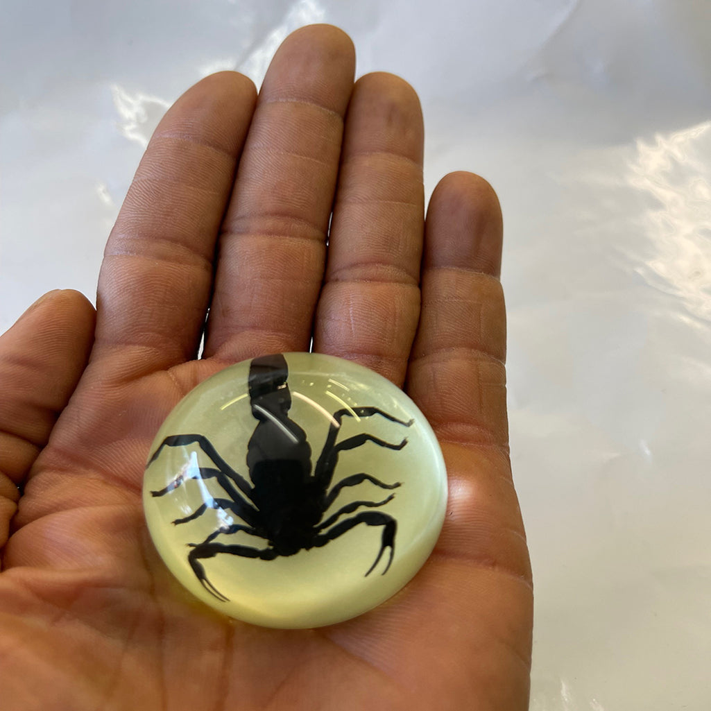 Black Scorpion Half-dome-Small