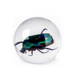 Green Rose Chafer Beetle